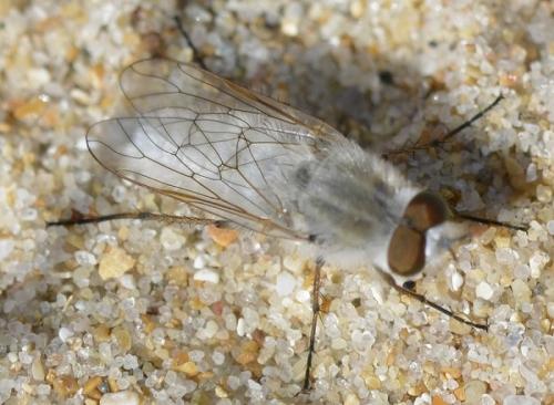 Réf. 186 257 : Acrosathe annulata